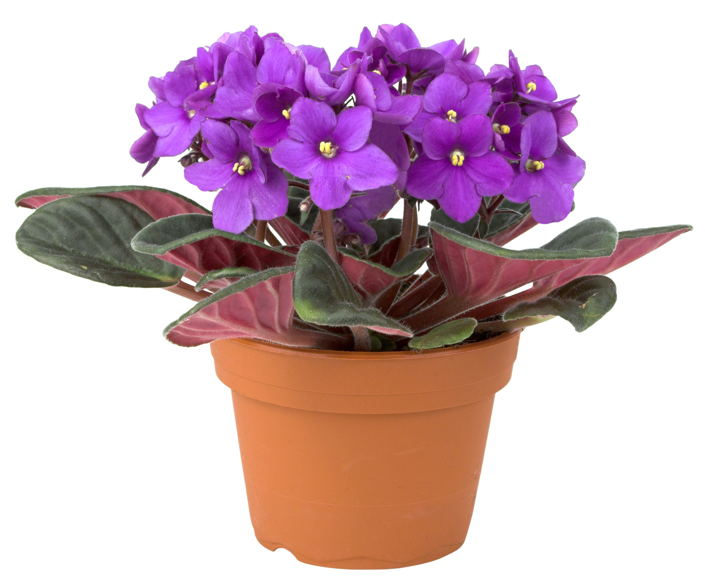 African Violet Broadview Flower Market